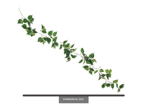 Philodendron Heartleaf Garland, Green ID# PHL#72