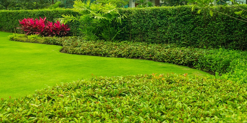 Artificial Boxwood Hedges as Decoration Pieces
