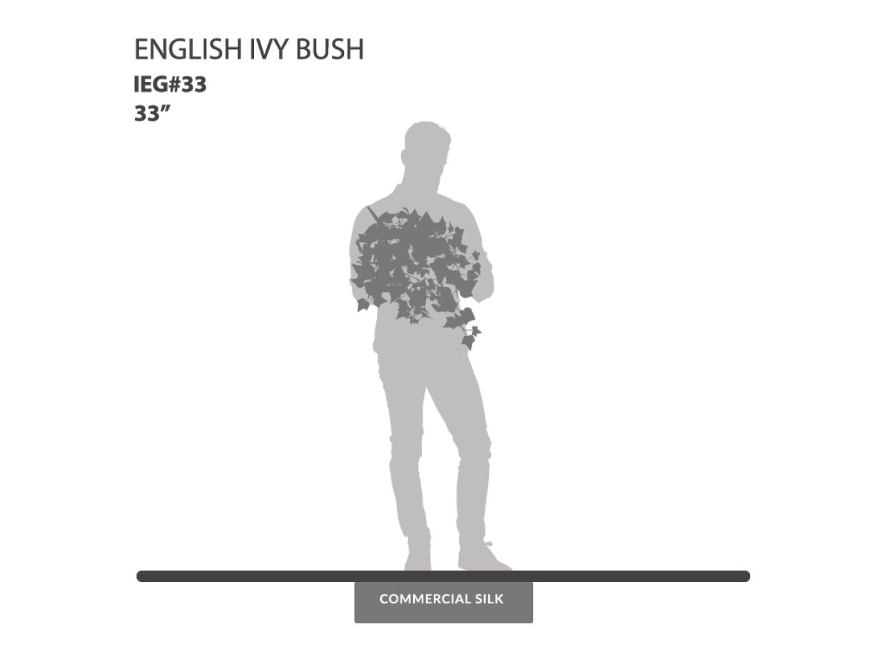 English Ivy Bush ID# IEG#33