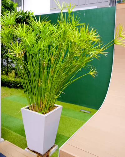 king tut grass