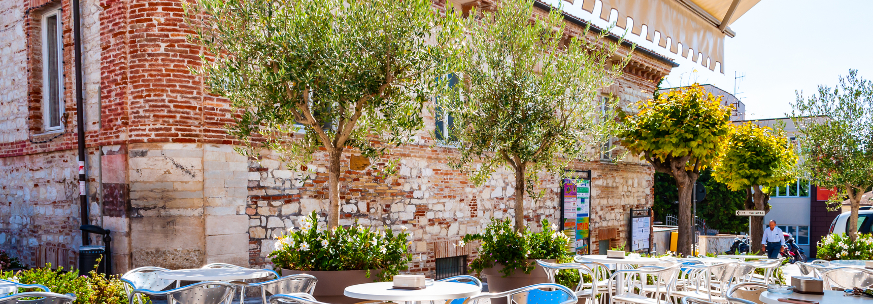 large black olive trees