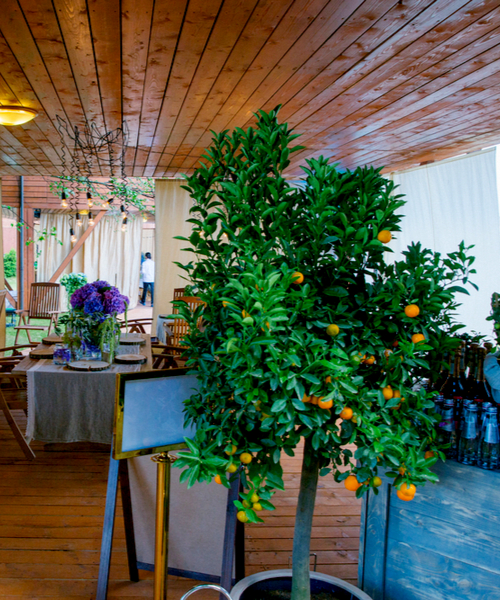 lemon tree