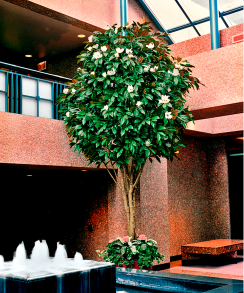 magnolia tree