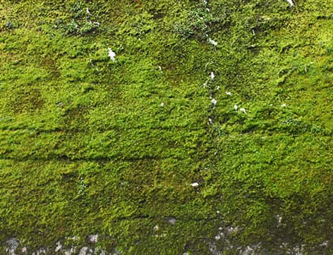 3.5 Artificial Moss In Textured Pot Green - Threshold™ Designed