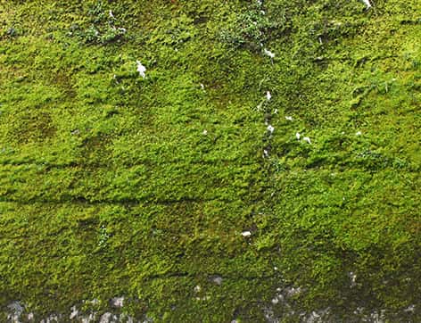 Artificial Faux Moss Screen Panel – RusticReach