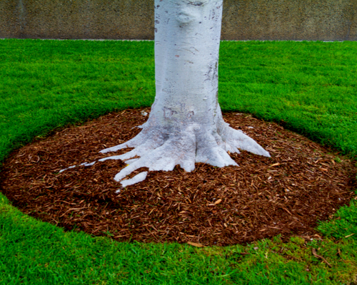 mulching