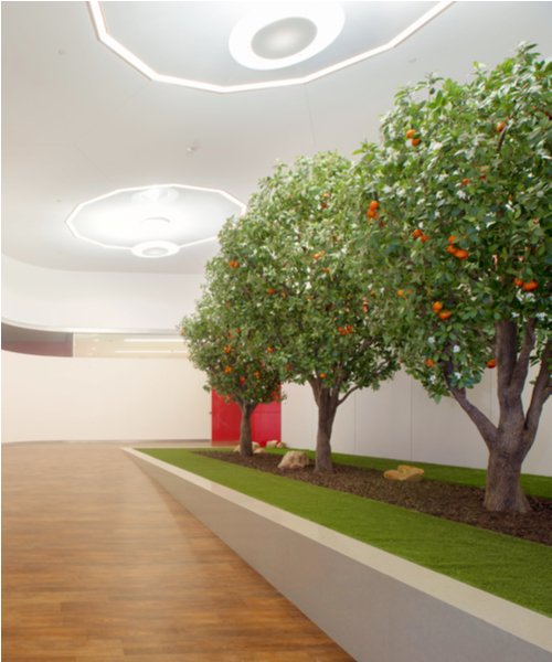 orange tree
