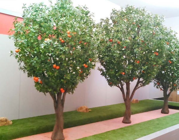 orange fruit tree