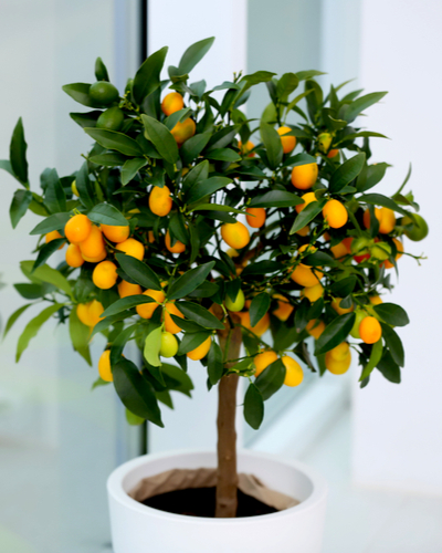 ornamental fruit trees