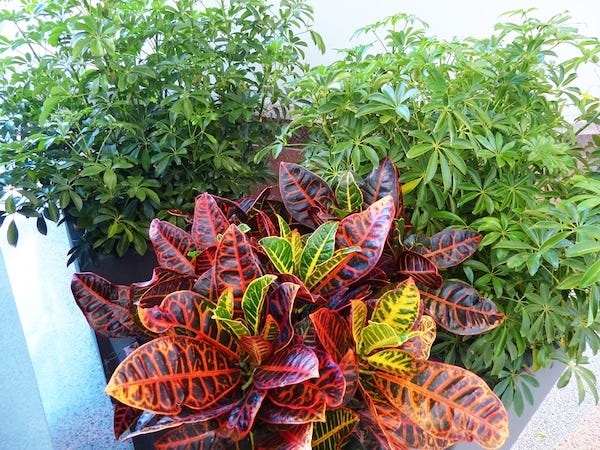 outdoor artificial plants