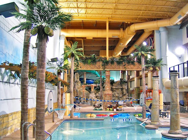 palm trees