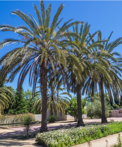 phoenix palm tree