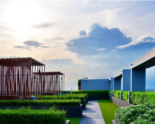 tall privacy hedges