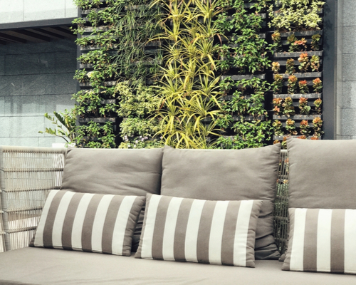 privacy hedge wall
