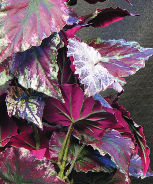 rex begonia