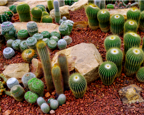 rock garden