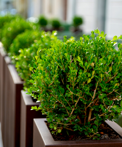 shrubs