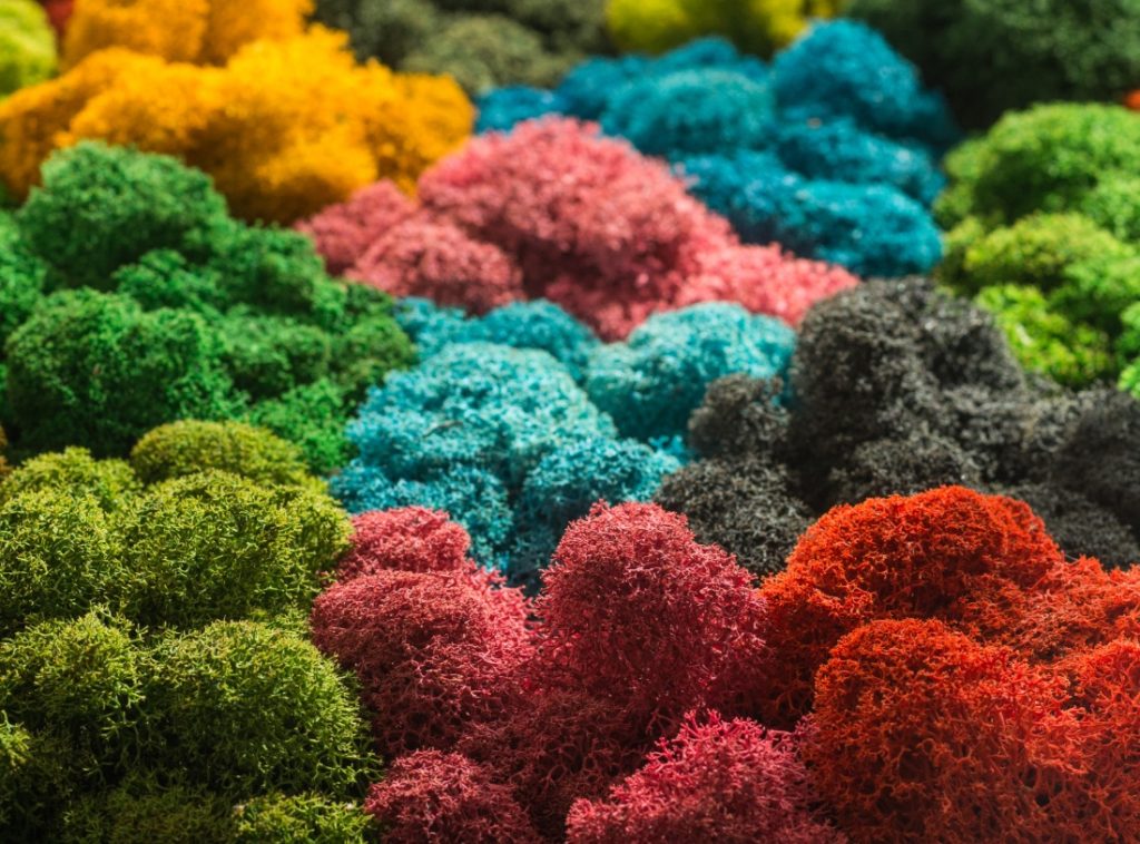colored preserved moss