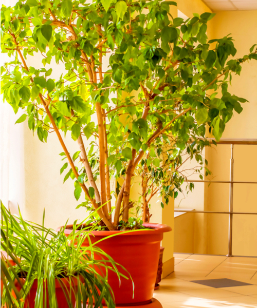 small fake trees potted