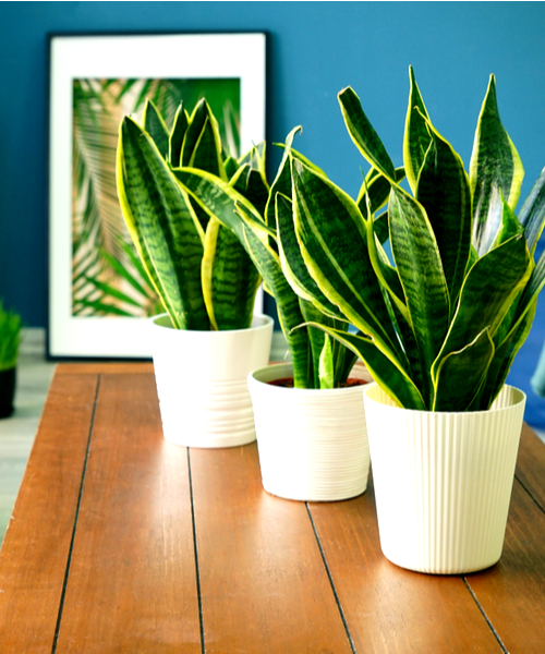 snake plant