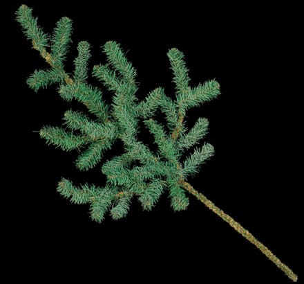 Colorado Spruce Plant- Spiraling Your Landscape’s Beauty to New Heights