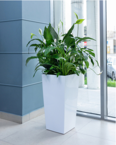 tall planter