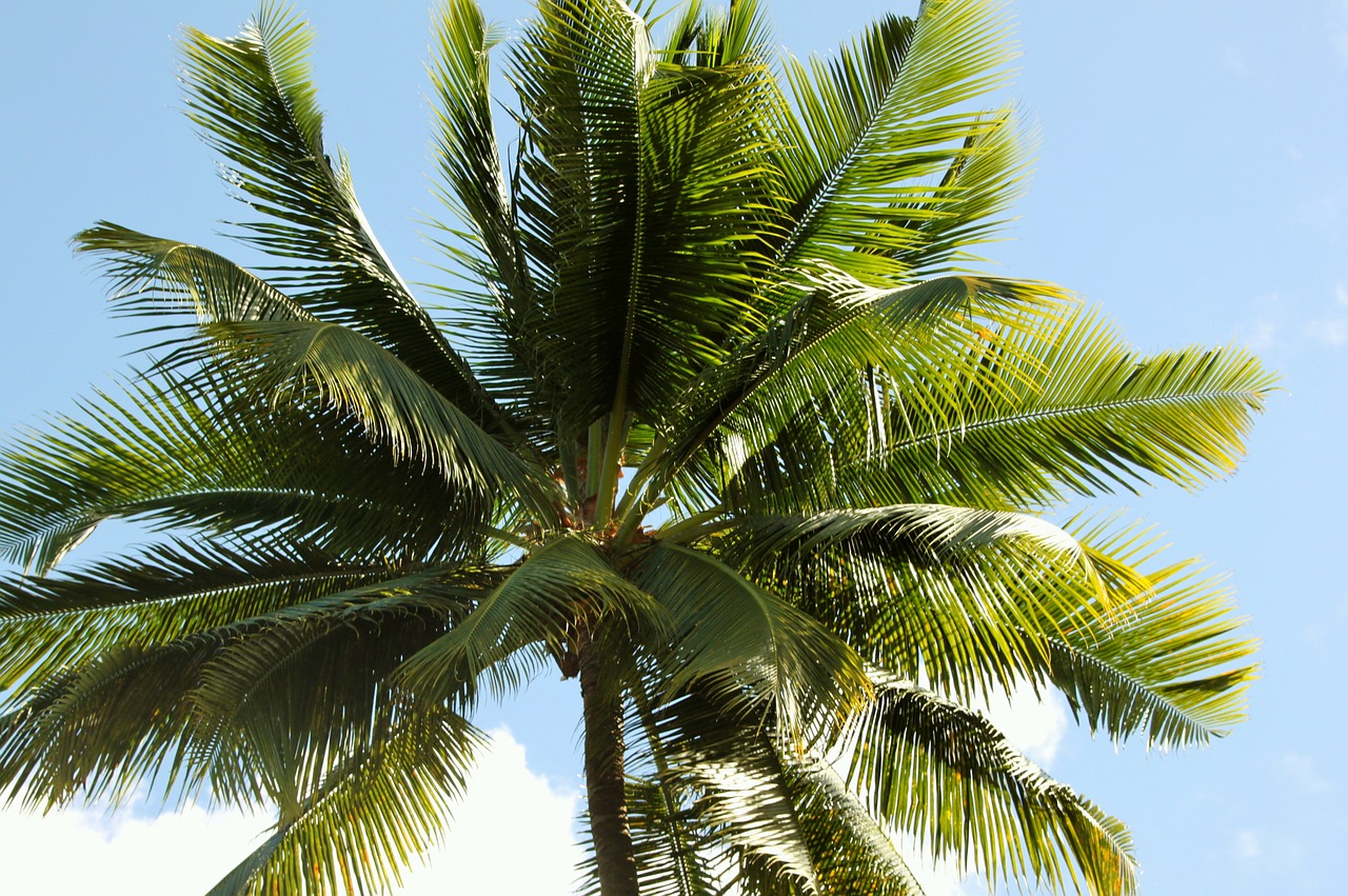 Different Types of Artificial Palm Trees for Outdoor Landscaping