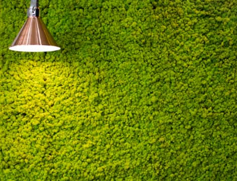 Preserved Moss Wall with Manzanita Branches, White Reindeer Moss